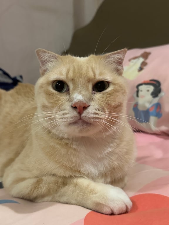 ทามะ