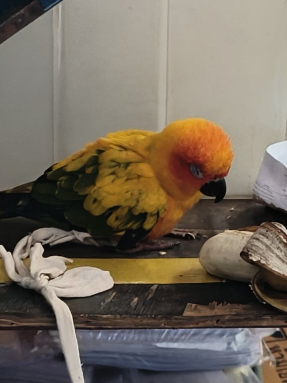 ตามหาเจ้าของนก นิคมฯแหลมฉบัง