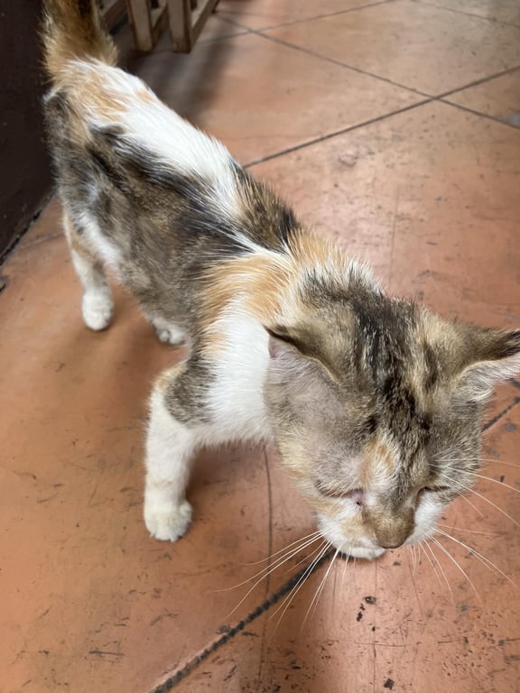 ตามหาเจ้าของแมว เหมือนแมวพันธุ์ผสมนะคะ มี3สี ค่ะ น้องหน้าตาน่ารักเลยค่ะ ไม่กินอาหารเม็ด กินแต่แมวเรียก 
-มีแมวใครหลุดไหมคะ เหมือนแมวพันธุ์เลยค่ะ น้องหน้าตาน่ารัก เหมือนแมวมีเจ้าของนะคะ #พิกัดโลตัสวังหิน #รัชดา36 #หลังมอจันเกษม #ลาดพร้าววังหิน79 เพศยังไม่ทราบนะคะ