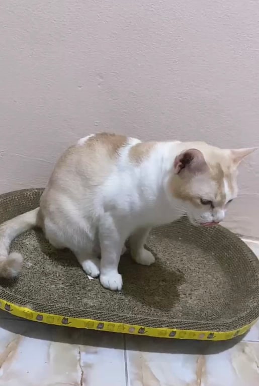 น้องอ้วน