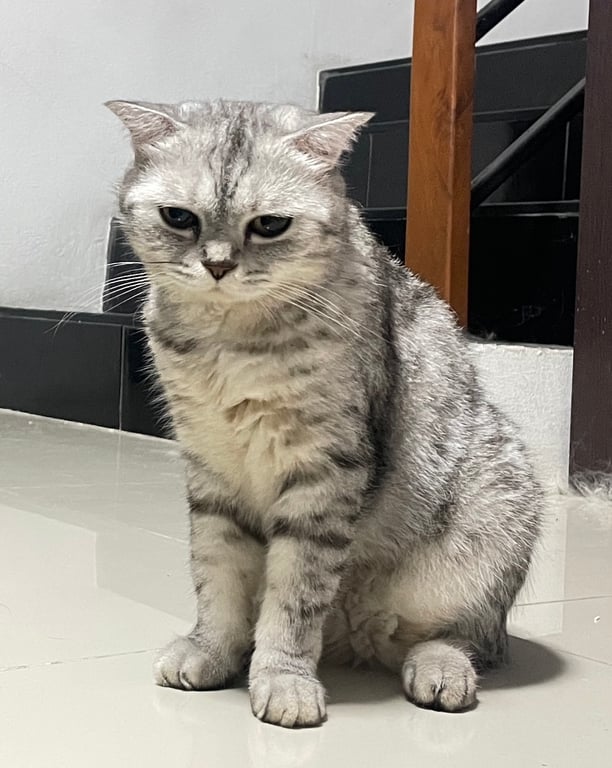 โบตั๋น