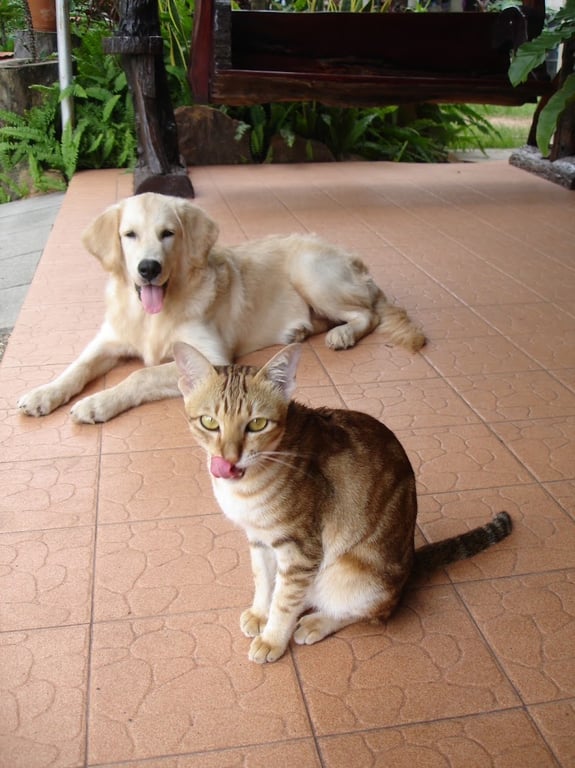 สัตวเเพทย์คลินิก(หนองภัยศูนย์การเกษตร)