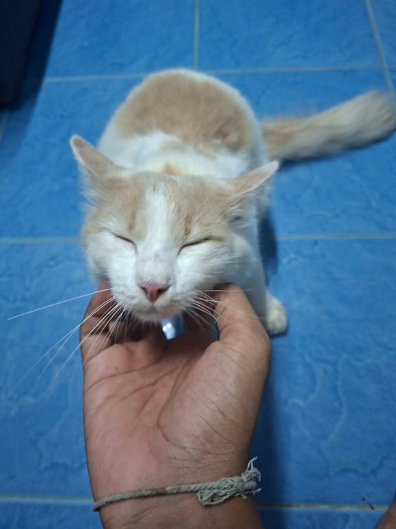 ถังเงิน