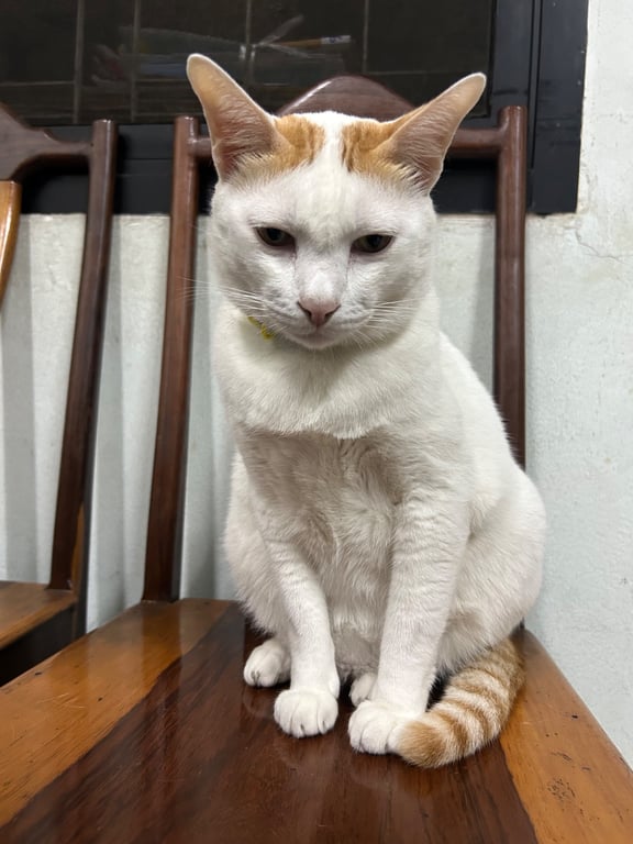 กีกี้/โจ