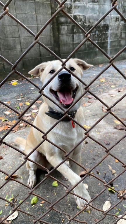 ตามหาเจ้าของหมา 