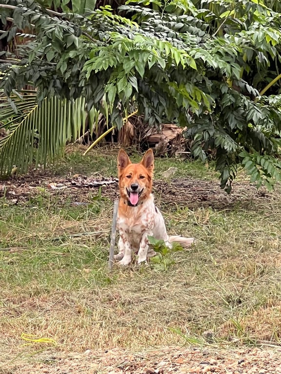 โคล่า