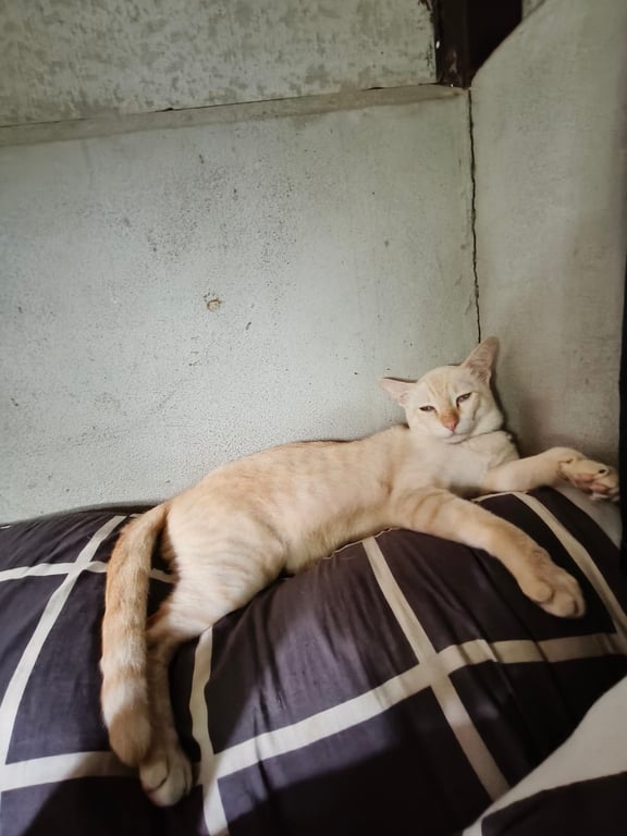 มีมี่