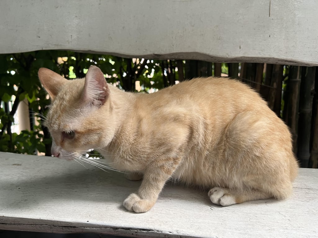 ตามหาเจ้าของแมว รอยที่คอเหมือนเคยมีปลอกคอมาก่อน แต่น่าจะหลุดหายไป น้องไม่กลัวคน อุ้มได้ ทำหมันแล้ว