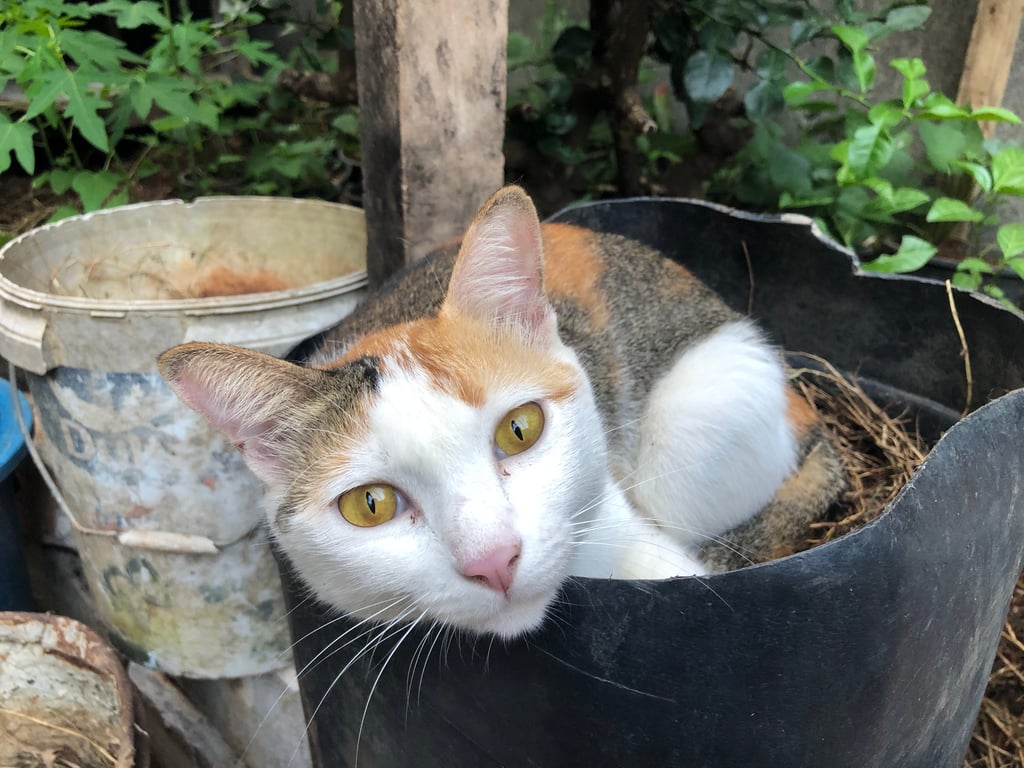 ตัวเล็ก