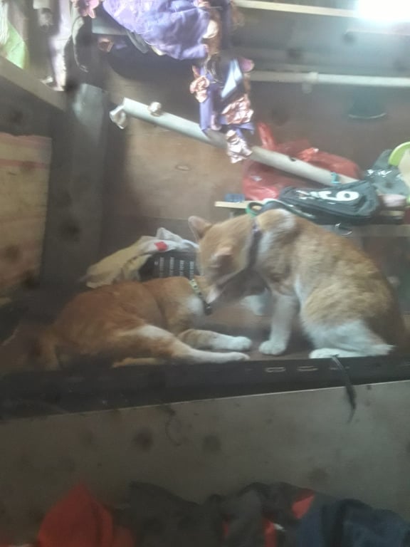เขียว