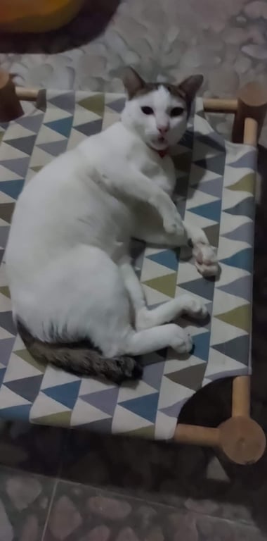 ขาวขาว