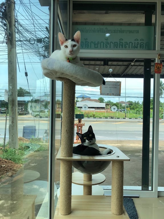 รศิตารักษาสัตว์ อุตรดิตถ์ Rasita Pet Clinic Uttaradit