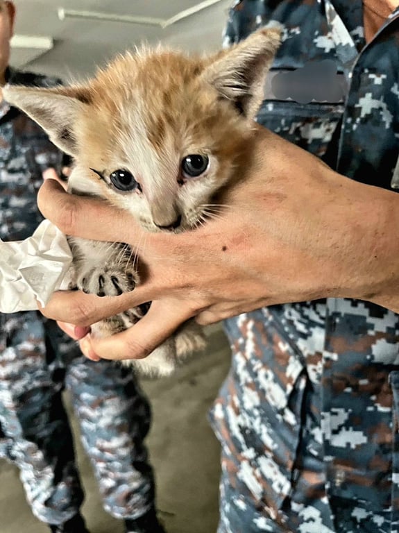 ตามหาเจ้าของแมว ลูกแมว สี ขาว-น้ำตาล
พบที่ แยกไฟแดง คปอ.
วันที่ ๓ เม.ย.๖๖ เวลา ๐๗๔๐
ท่านใดเป็นเจ้าของ
ต้องการนำไปเลี้ยง  ติดต่อ 0812865585