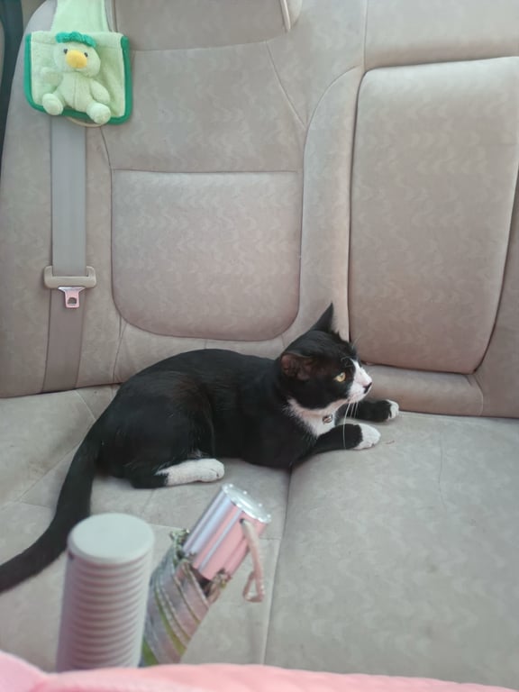 ตามหาเจ้าของแมว น้องเป็นแมวตัวผู้มีปลอกคอสีส้มมีกระดิ่ง อายุเยอะแล้ว น่าจะ2-3ปี เจอแถวๆร้านครัวคันไถ ท่าอิฐ