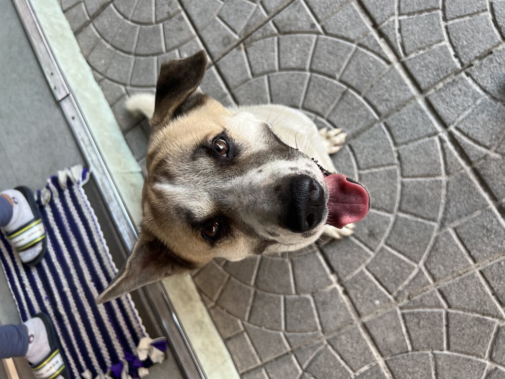 ตามหาเจ้าของหมา ตัวอ้วนสมบูรณ์ สีขาวลายน้ำตาล มีแซมๆสีดำตรงหน้า เชื่อง เป็นมิตรมาก