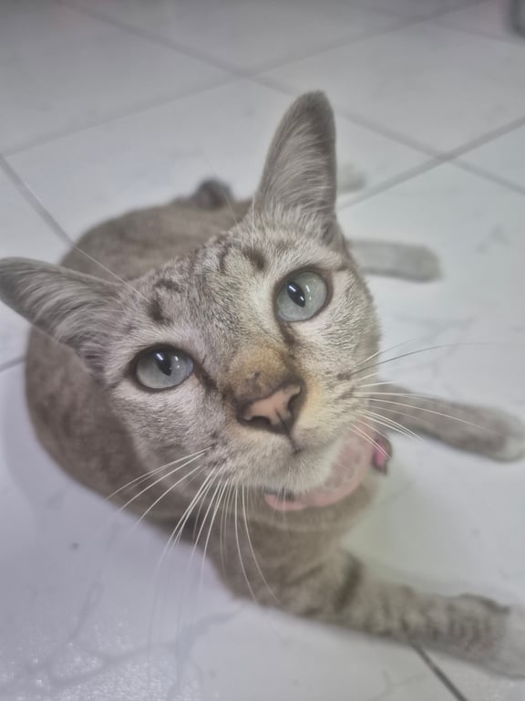 ลำไยหรือจิ๋ว