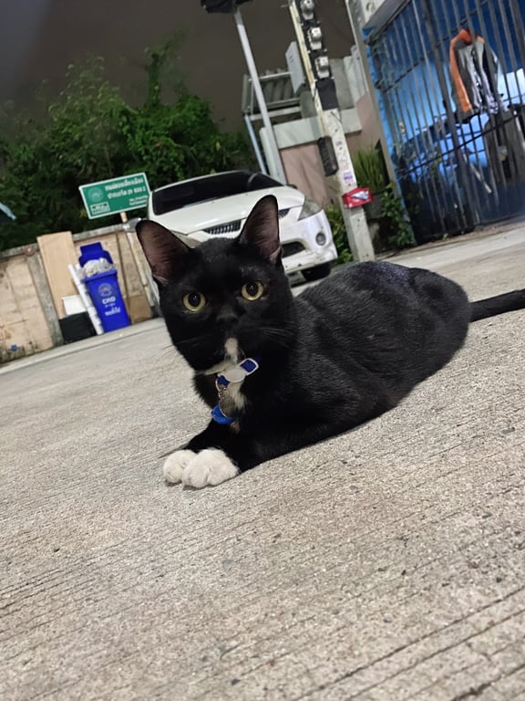 เฉาก๊วย