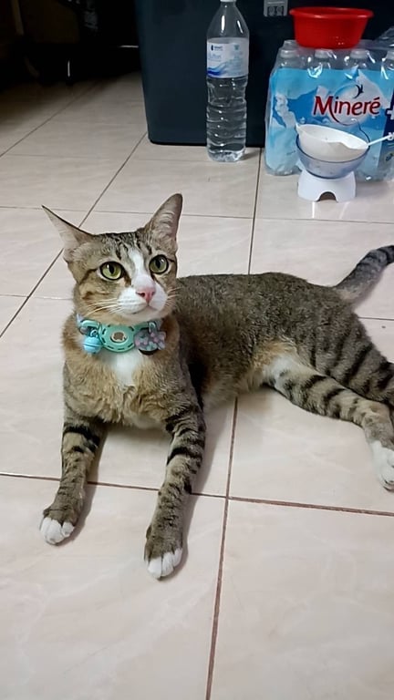 เพ่ยเพ่ย