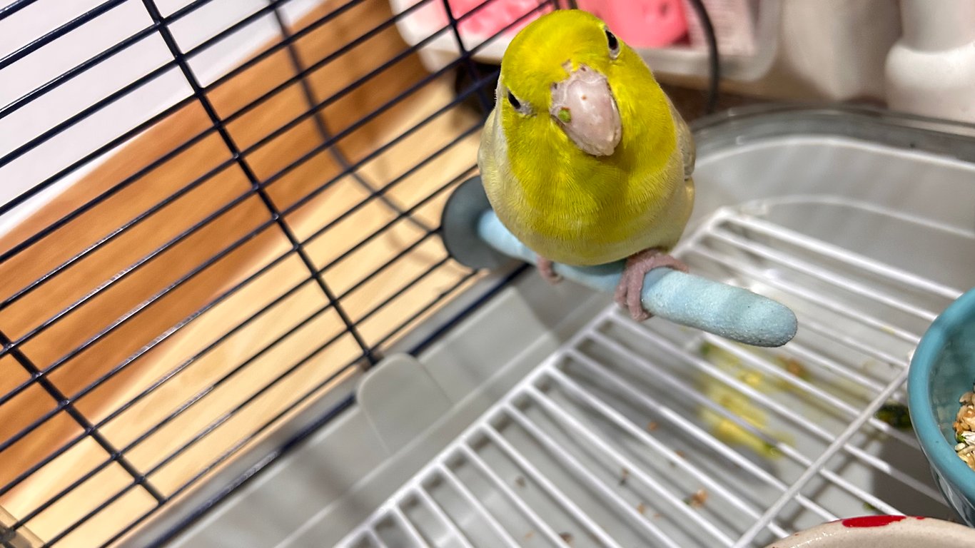 ตามหาเจ้าของนก น้องบินหลุดมา มาเกาะที่หมู่บ้าน