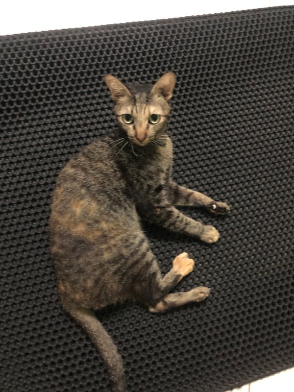 มีโชค