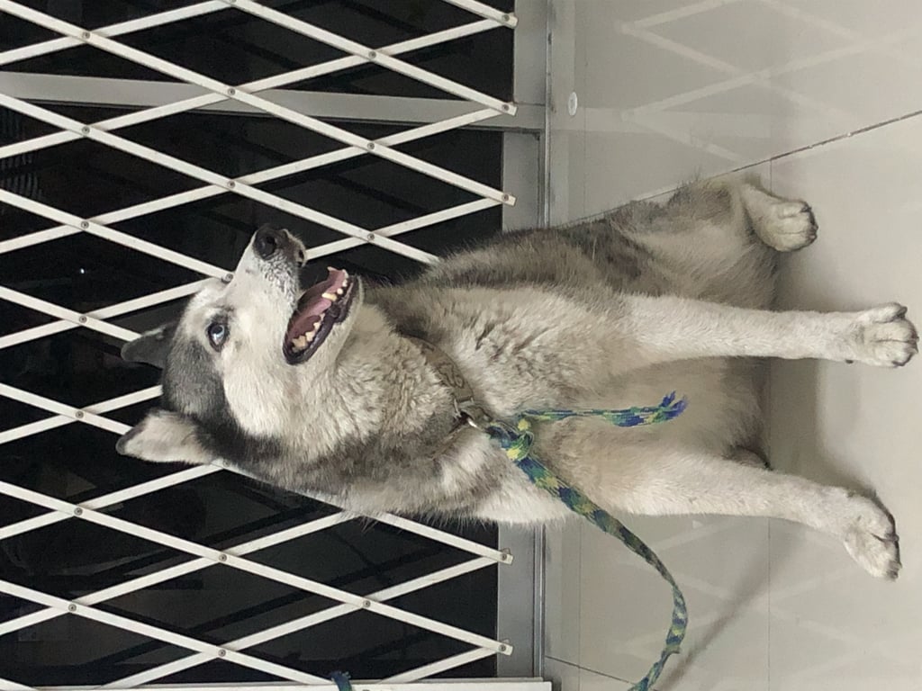 ตามหาเจ้าของหมา บริษัทบุษบาโกลเด้นทาวน์จำกัด