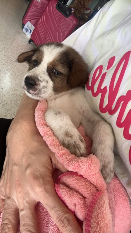 ตามหาเจ้าของหมา พบเจอบริเวณแยก อำเภออุทัย จังหวัดอยุธยา