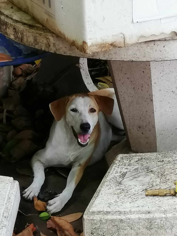 ตามหาเจ้าของหมา หมาเด็ก สูงประมาณ 50 ซม.