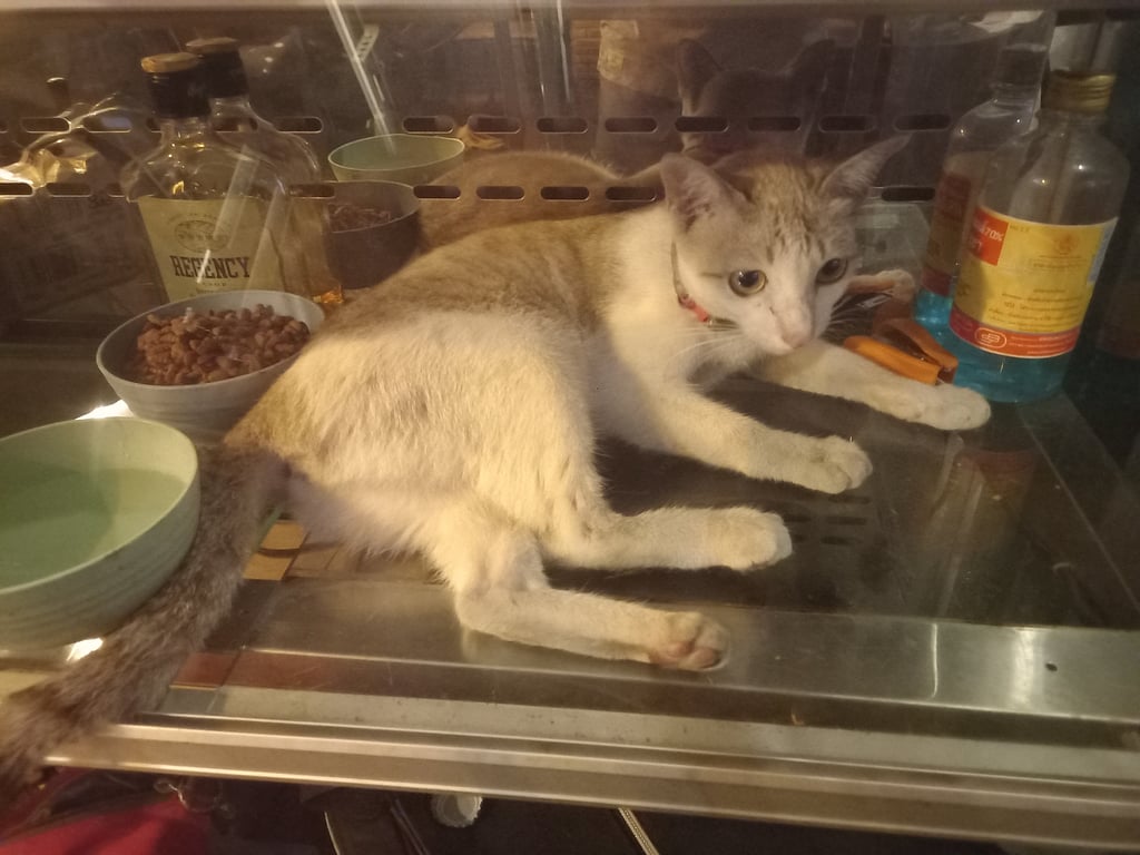 ตามหาเจ้าของแมว น้องขี้อ้อน ไม่ดื้อ