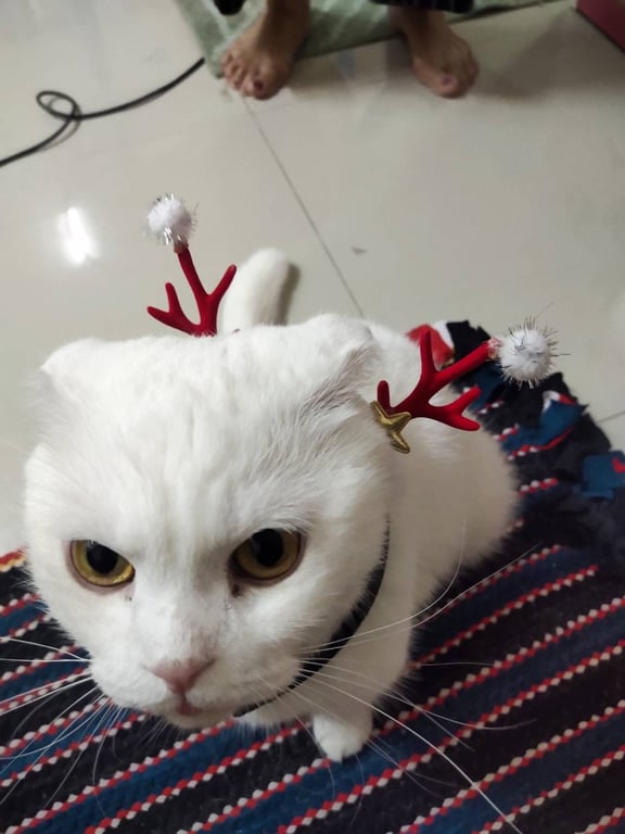 จิ๊กโก้