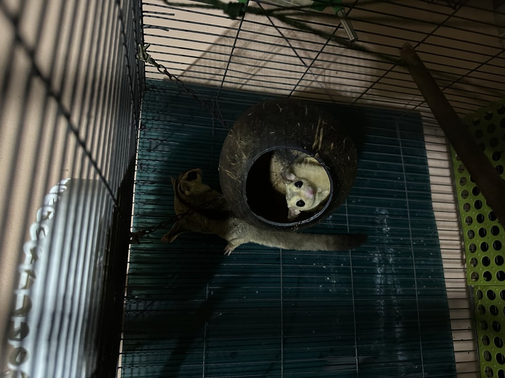 ตามหาเจ้าของชูการ์ไกรเดอร์ หาบ้านใหม่ ไม่มีเวลาเลี้ยง