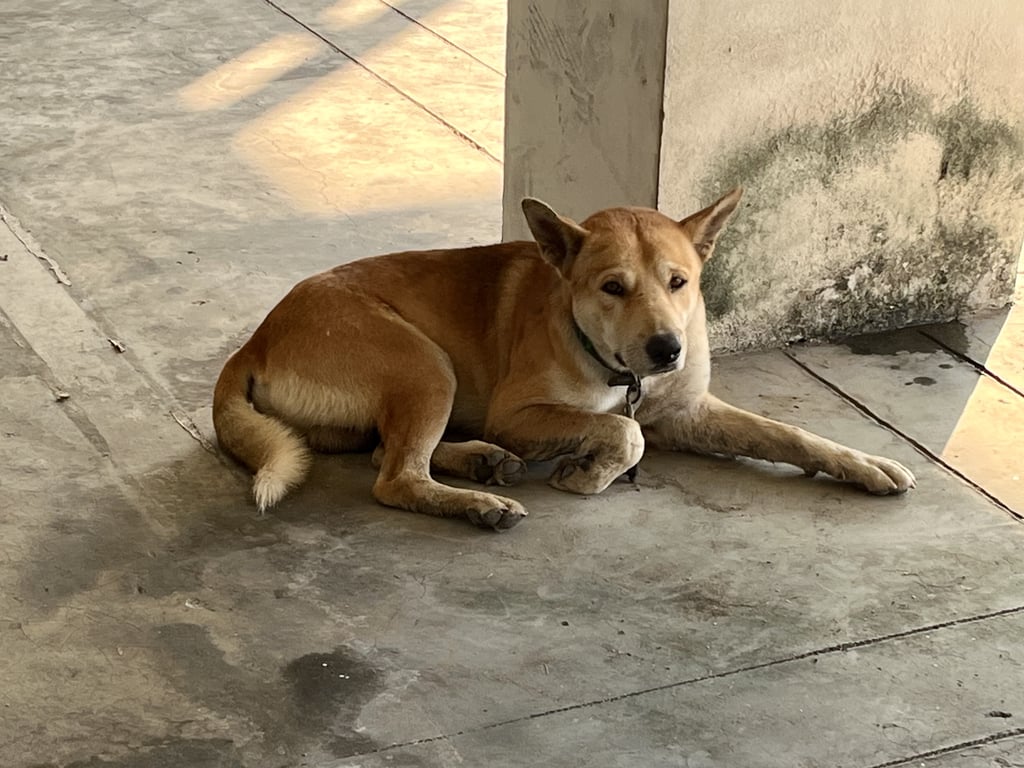 ตามหาเจ้าของหมา หูตั้ง หางเป็นพวง ดูคล้ายชิบะ