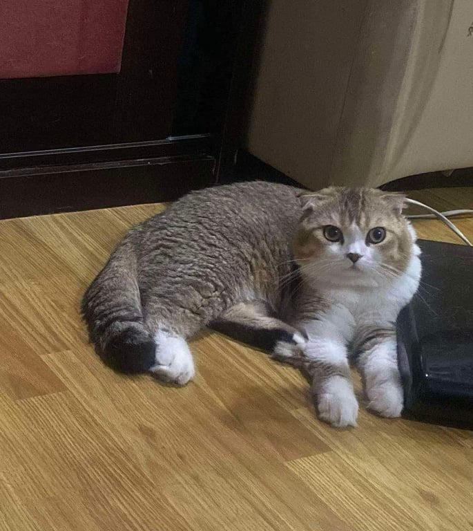 เปาเปา