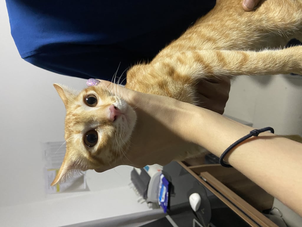 ตามหาเจ้าของแมว แมวสีส้ม ติดคนขี้อ้อน ดูท่าทางมีเจ้าของมาก่อน ถูกหมาไล่กัดมาแถวบ้าน