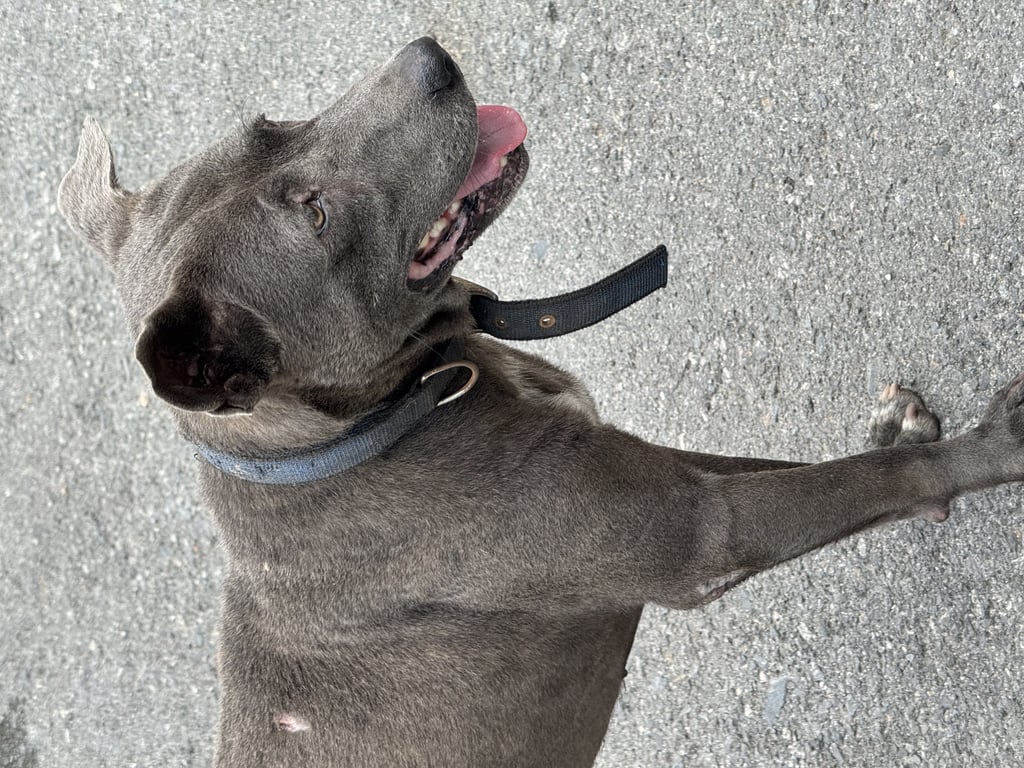 ตามหาเจ้าของหมา 