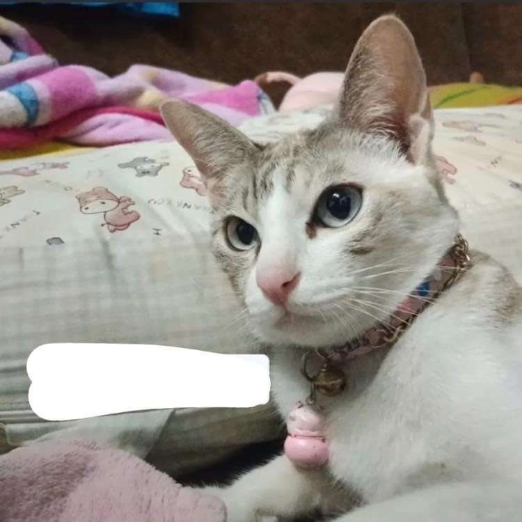 มีมี่