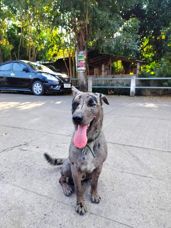 ตามหาเจ้าของหมา สีทาลีเมอร์ คิ้วขวา-ซ้ายสีดำ หน้าด้านขวาแซมสีดำ หางดำสลับเทา