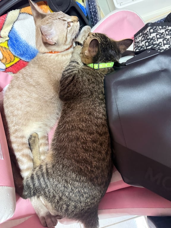 แมวน้องถุงทอง