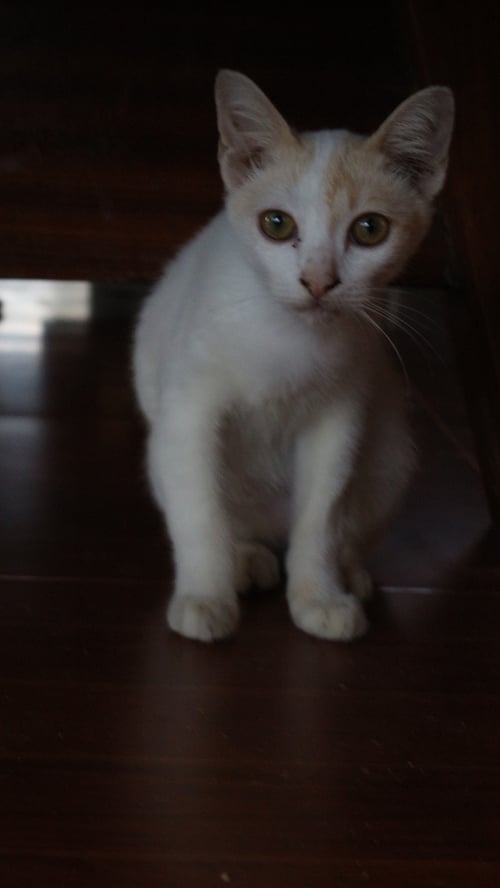 บิ๊ก