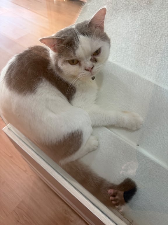 อ้วน