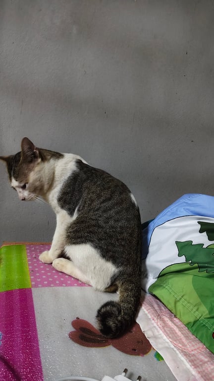 ก้านกล้วย
