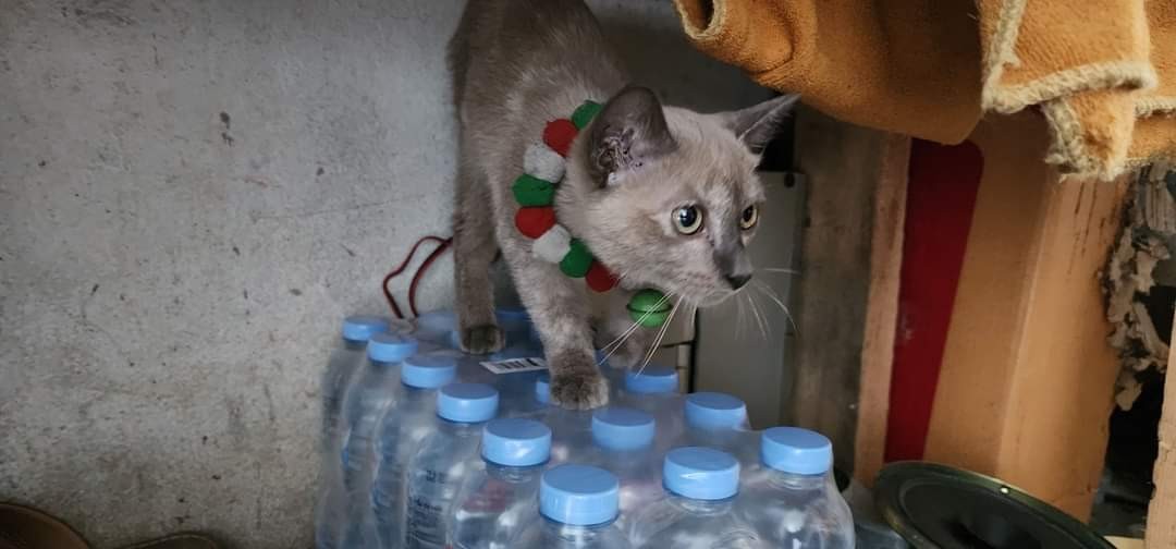 ตามหาเจ้าของแมว สีเทา ประมาณ6เดือน หางยาว