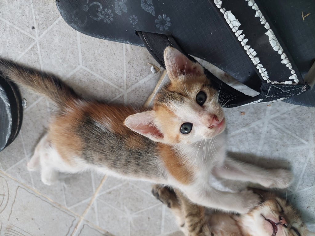 ตามหาเจ้าของแมว บ้านทีาเลี้ยงระบบปิด100% สามารถสอบถามน้องได้ตลอด