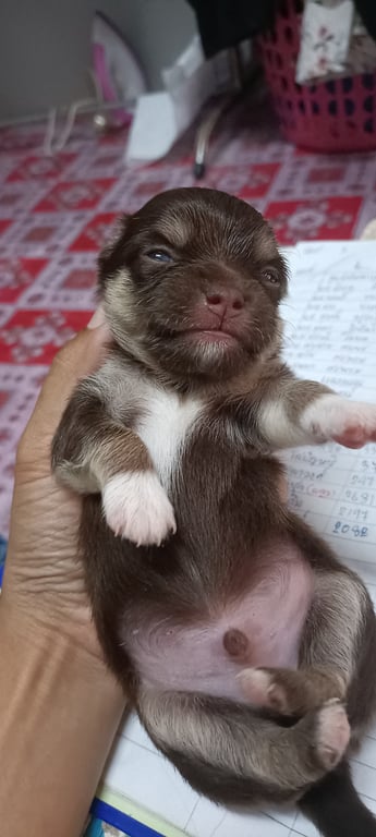 ไม่มีชื่อ