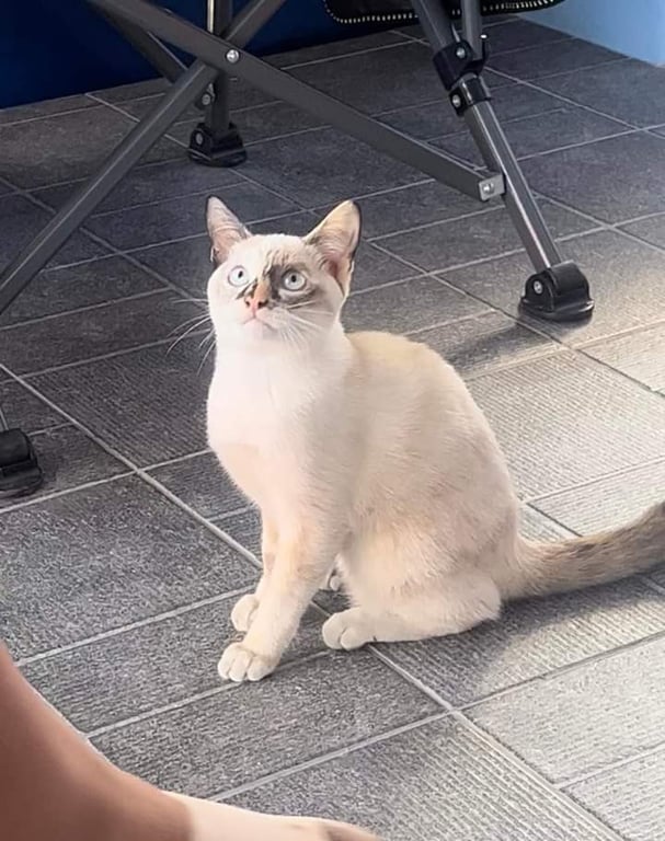 ไมโล