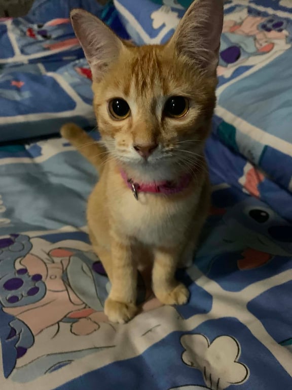 ส้มๆ