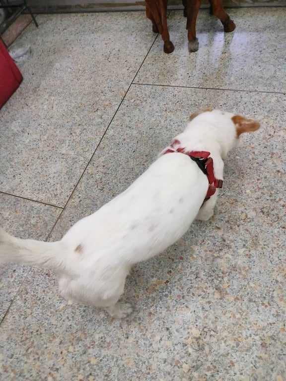 ตามหาเจ้าของหมา 