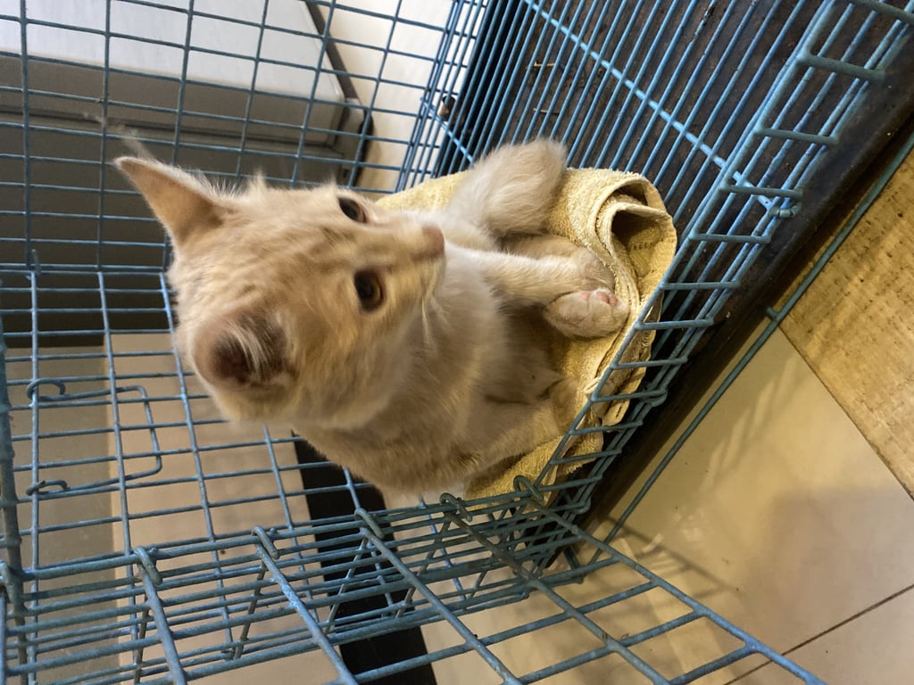 ตามหาเจ้าของแมว ไม่แน่ใจว่าเพศอะไรนะคะ แต่น้องเชื่องมาก