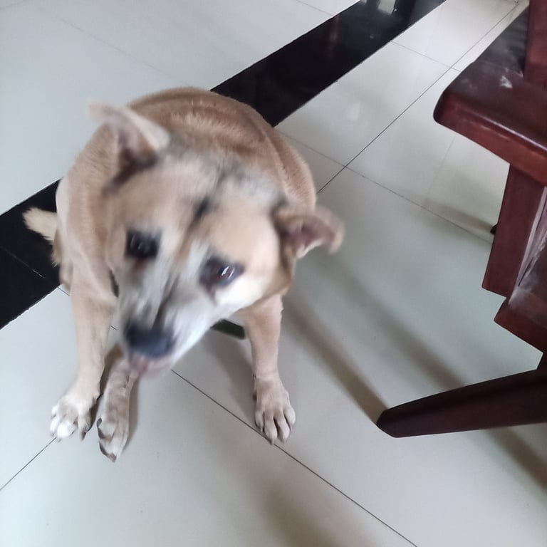 มิ่ง