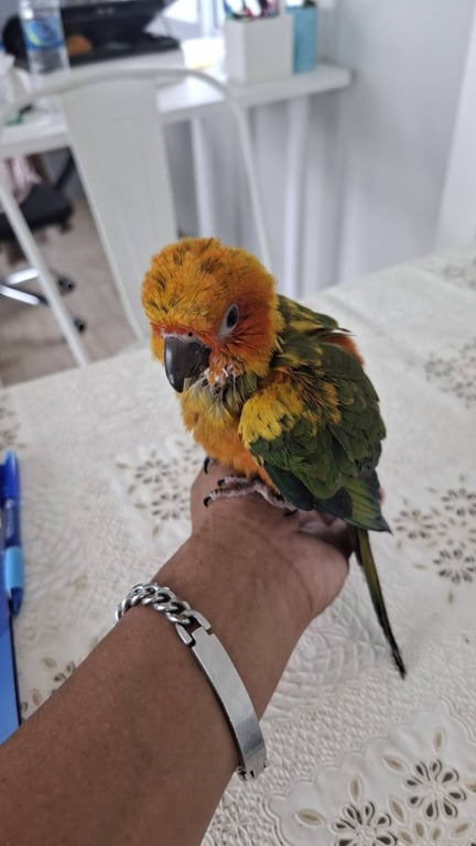 ตามหาเจ้าของนก 