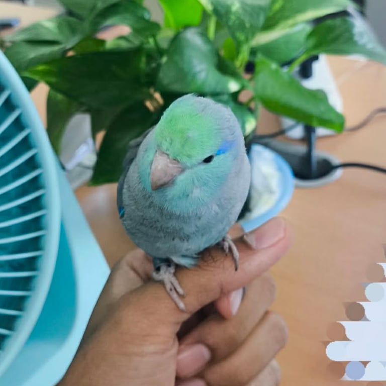 ตามหาเจ้าของนก น่าจะเพิ่งหลุดมา ดูแข็งแรงดี ไม่อ่อนล้า ร่าเริง